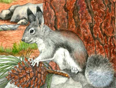 Abert Squirrel Detail