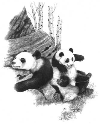 Panda cub at play, book illustration