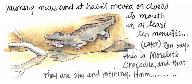 a Morelet's Crocodile...