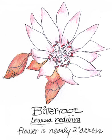 Bitterroot Flower...