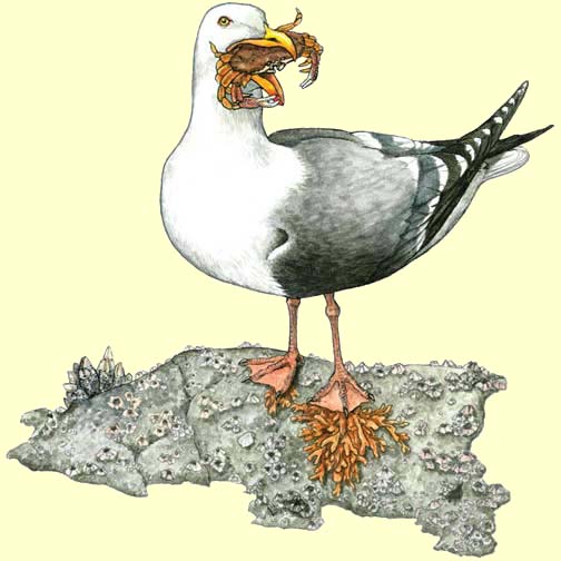 Western Gull With Crab
