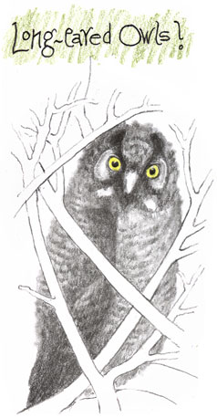 Long-eared Owlet...