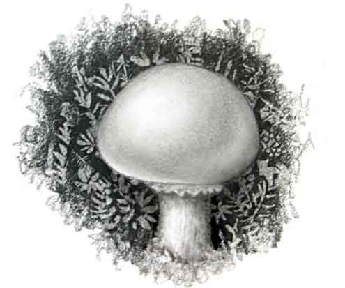 Mushroom in Moss...