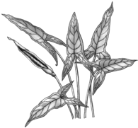 Arrow Arum Plant...