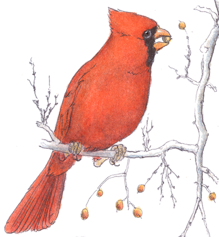 Cardinal on a Hackberry branch...