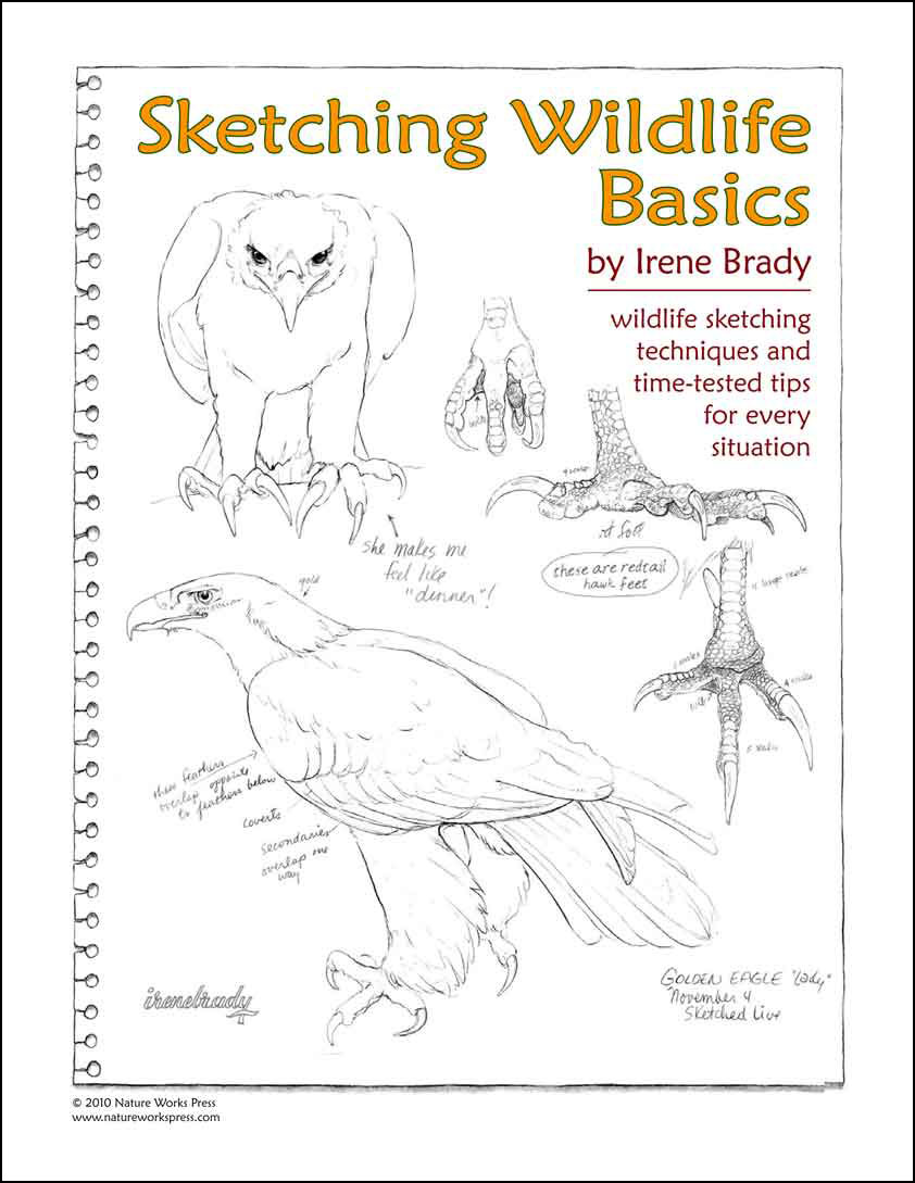 Sketching Wildlife Basics Tutorial...