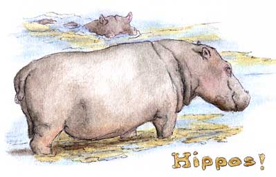 Hippos in the river...