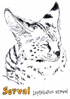 Sketch of a Serval at a rehab center...