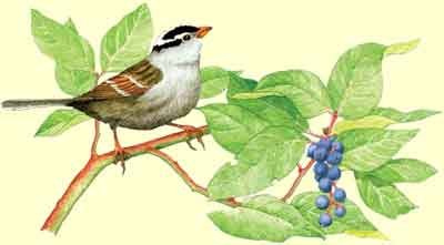 White-crowned Sparrow in Salal