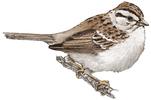 Perched Sparrow...