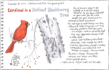 Cardinal in a Hackberry Tree