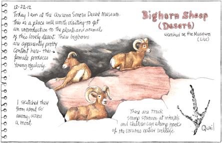 Desert Bighorns