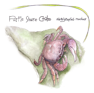 Purple Shore Crab...