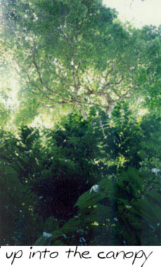 looking up into the sun-drenched canopy