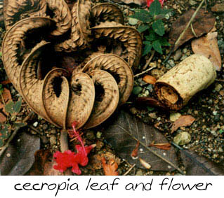 cecropia leaf, flower and trunk section