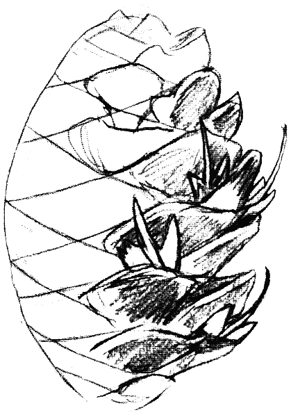 drawing a fir cone