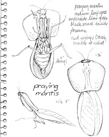 I put this mantis in my clear-sided cosmetics bag for awhile to sketch -- works great!