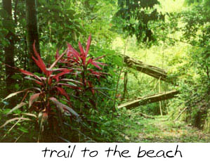 the trail to the beach