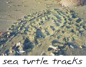 turtle tracks on the beach