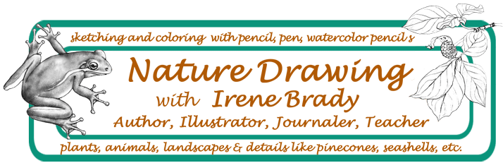 Nature Sketching and Journaling Workshops with Irene Brady