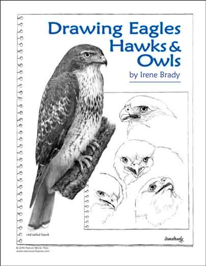 Drawing Eagles, Hawks, and Owls...